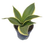 سانسی وریا بلک گلد