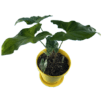 سینگونیوم ابلق