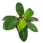 فیلودندرون نئون