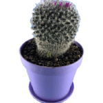 کود پتاسیم دار