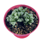 هاورتیا لب تخت