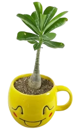 adenium