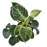 philodendron