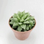 هاورتیا سیلور