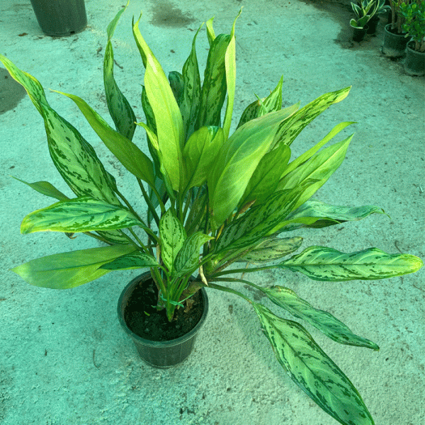 aglonema