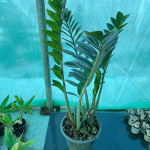 زاموفیلیای سبز