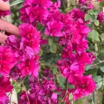 گل کاغذی صورتی