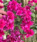 گل کاغذی صورتی