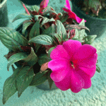 گل امپیشن صورتی