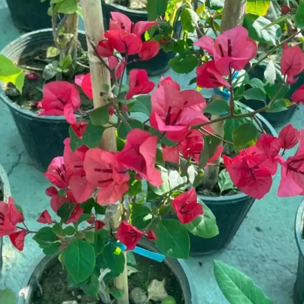 گل کاغذی بزرگ