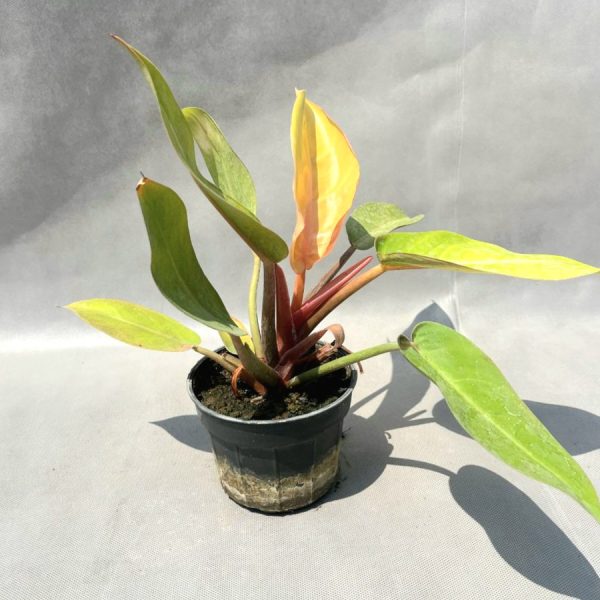 فیلودندرون پرتقالی سایز گلدان 8 و 12