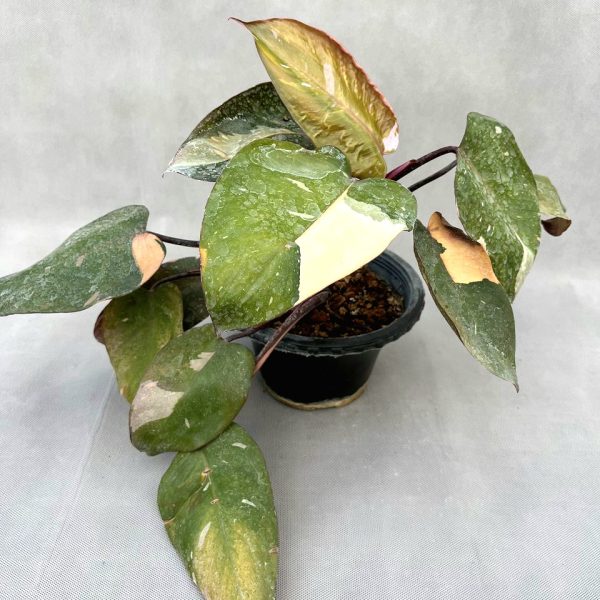 فیلودندرون پینک پرنسس سایز گلدان 12