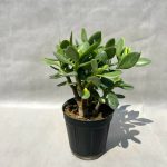 کراسولای آرژانتینی Crassula argentina