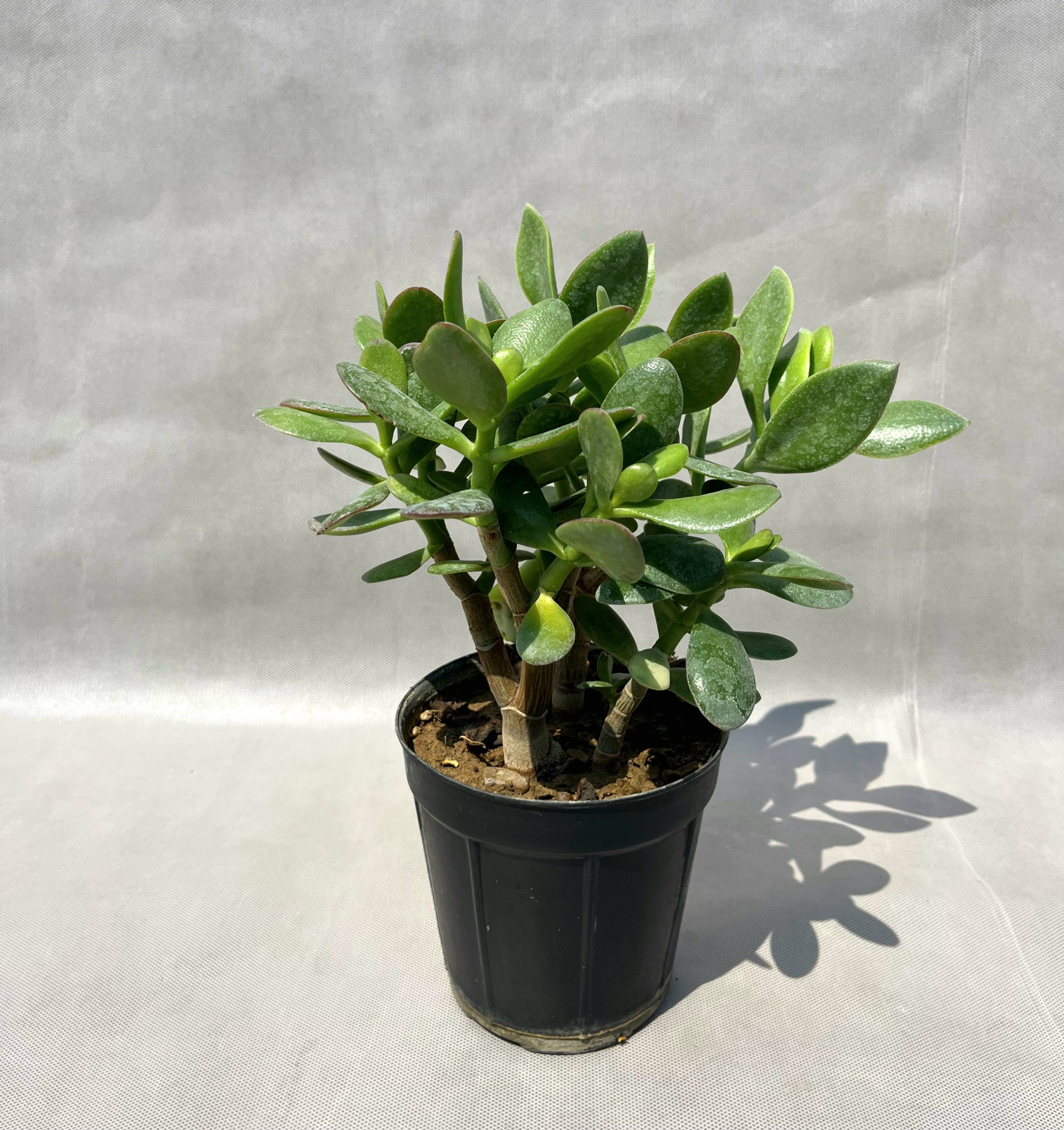 1755026940388 کراسولای آرژانتینی Crassula argentina - Image 1