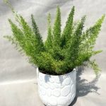 گیاه دم روباهی (گیاه شویدی)