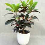 🌿 گیاه کروتن تری‌کالر | زیبایی گرمسیری در سه رنگ 🎨