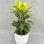 گیاه کروتن (تک رنگ)