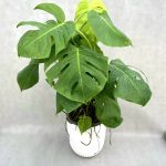 گیاه برگ انجیری