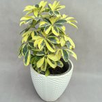 شفلرا سوپر طلایی