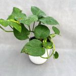 گیاه پتوس برگ پهن (ابلق)