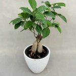 بنسای جنسینگ