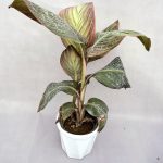 اختر هلندی قرمز (با گلهای نارنجی)