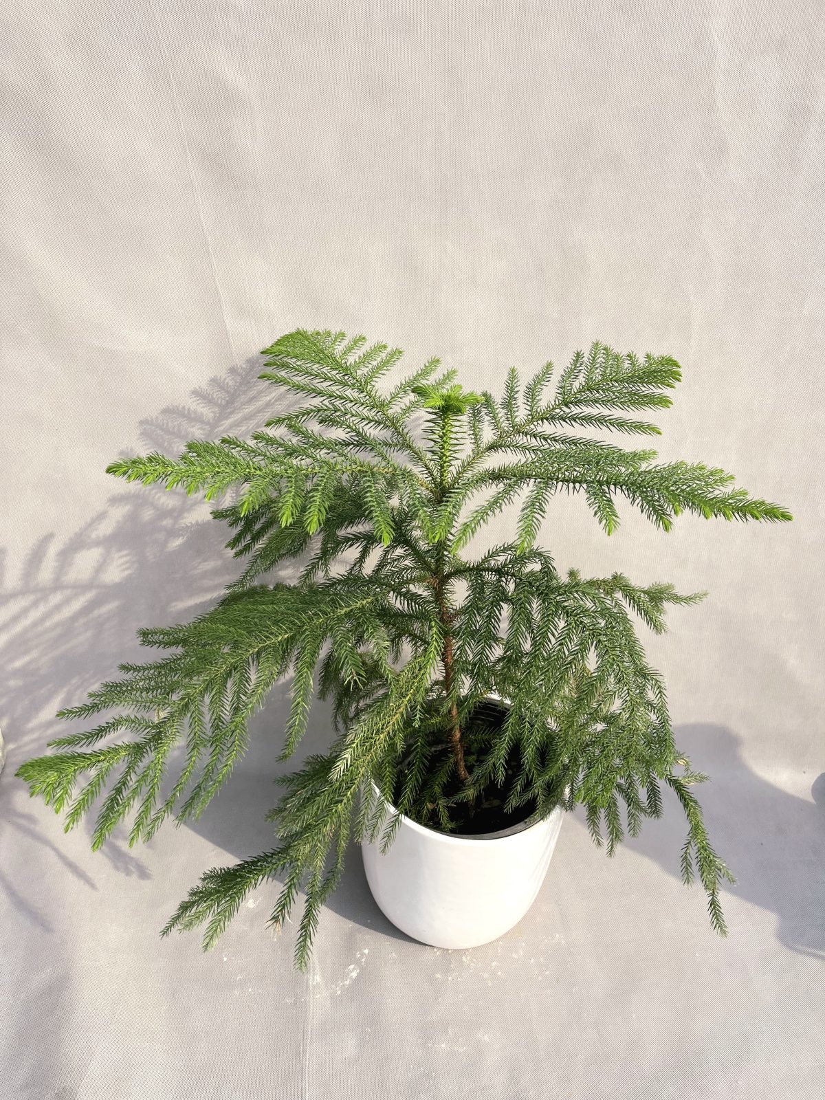 کاج مطبق (انتخاب همیشگی) - Image 1