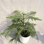 کاج مطبق (انتخاب همیشگی)