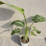 نخل نیکولای {یه انتخاب مدرن}