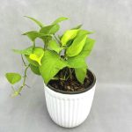 پتوس برگ پهن (نئونی)