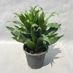 گیاه دراسینا کامپک