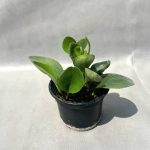 گل قاشقی (سبز)