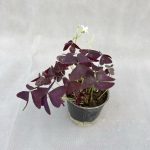 گیاه اگزالیس (با برگ های پروانه ای🦋)