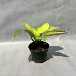 فیلدندرون لیمویی