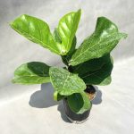 فیکوس لیراتا | نماد وقار 🍀