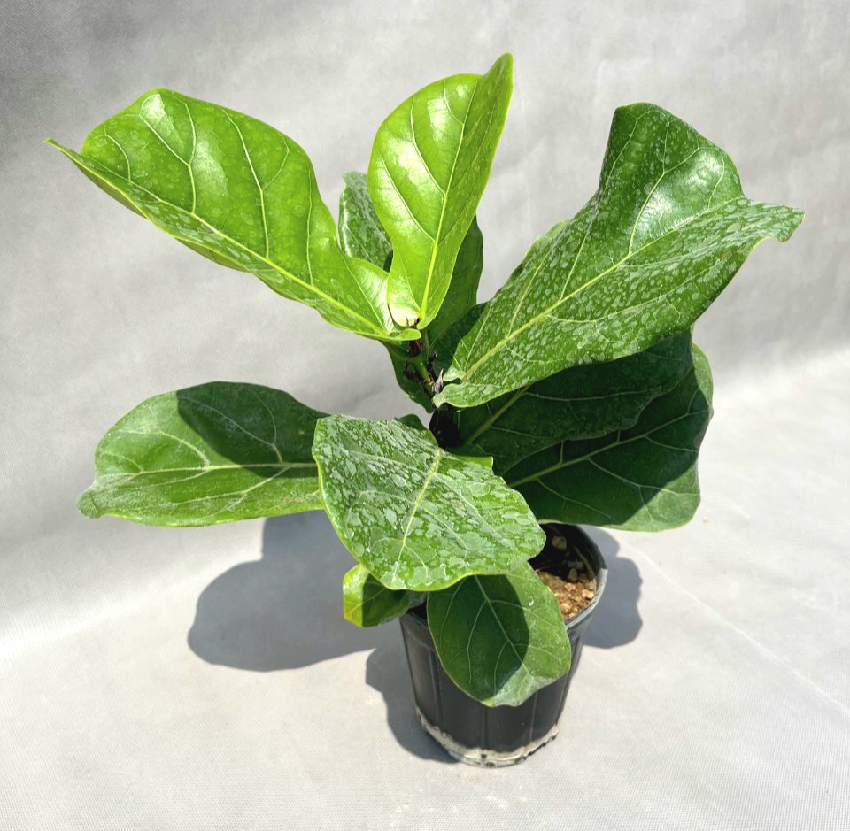 IMG_20250828_185452_921 فیکوس لیراتا | نماد وقار 🍀 - Image 1