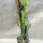 افوربیا قرمز (نماد  درخشش)