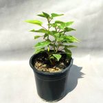 بنت قنسول (یه گیاه مخملی)