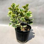 فیکوس دلتای ابلق