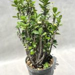 افوربیا میلی هلندی (با گلهای ریز)