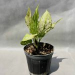 🌿 گیاه آگلونما برفی؛ زیبایی خاص در فضای سبز منزل شما! 🏡✨