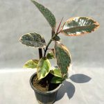 فیکوس شرابی 🌿 | گیاهی خاص با برگ‌های لاکچری 🍷