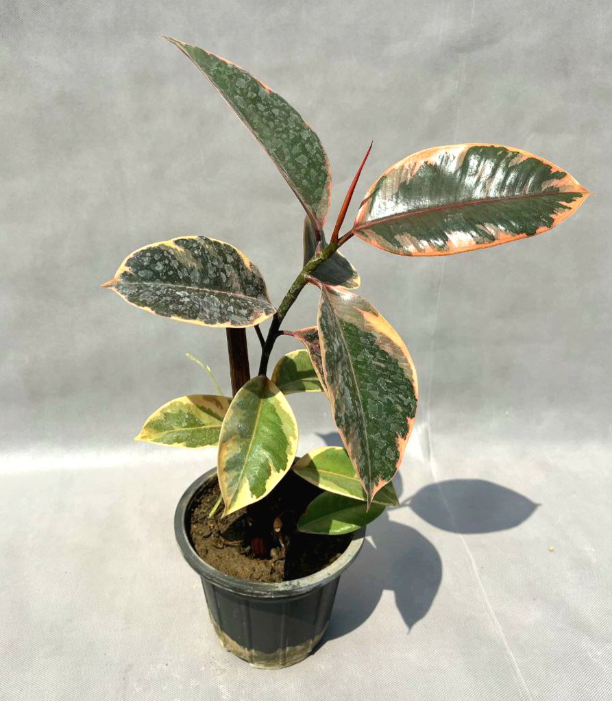 IMG_20250902_202223_024 فیکوس شرابی 🌿 | گیاهی خاص با برگهای لاکچری 🍷 - Image 1