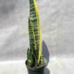 🌿 سانسوریا ماری | زیبایی مقاوم برای هر فضا ✨