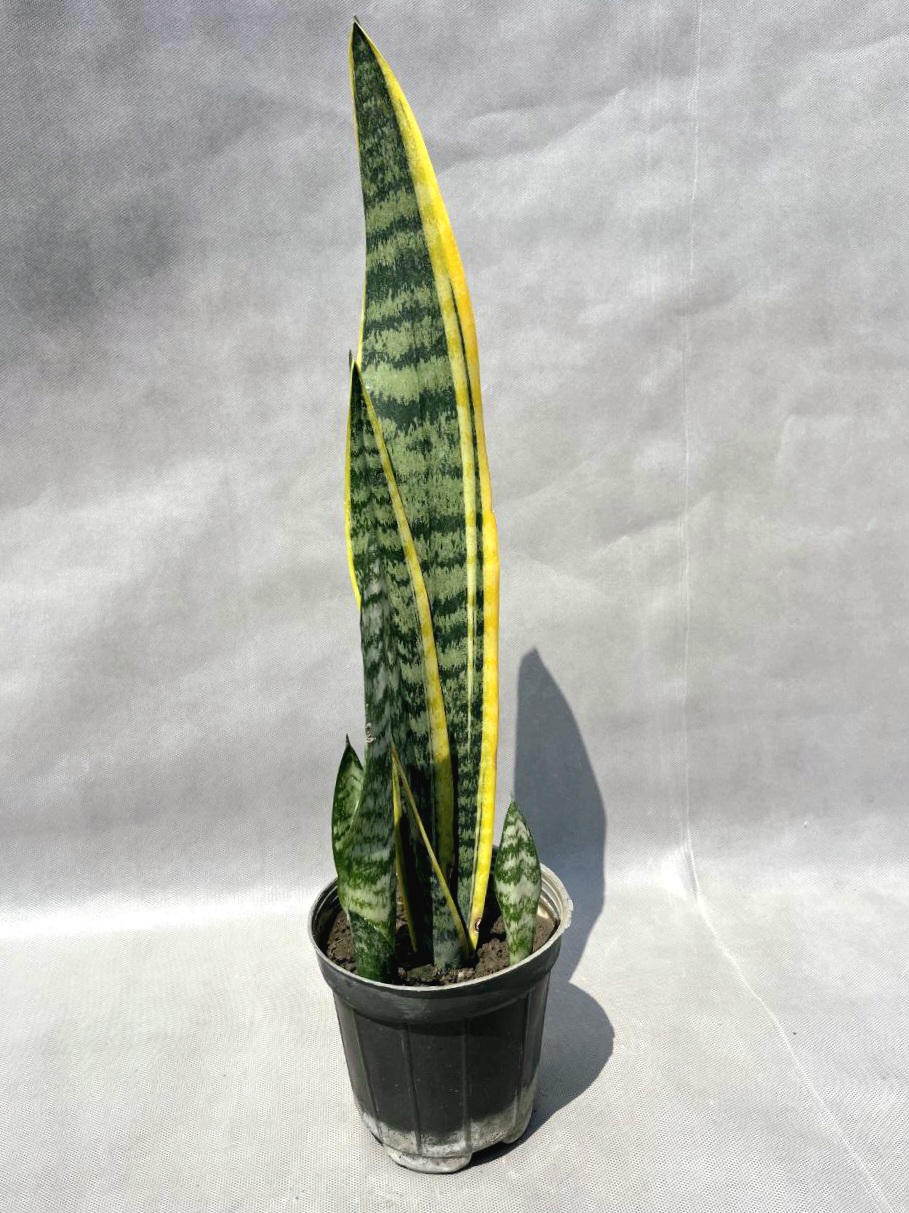 IMG_20250906_184116_407 🌿 سانسوریا ماری | زیبایی مقاوم برای هر فضا ✨ - Image 1