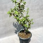 🌿 بونسای خرفه | کوچک اما پر از زندگی و خاصیت! 🌟