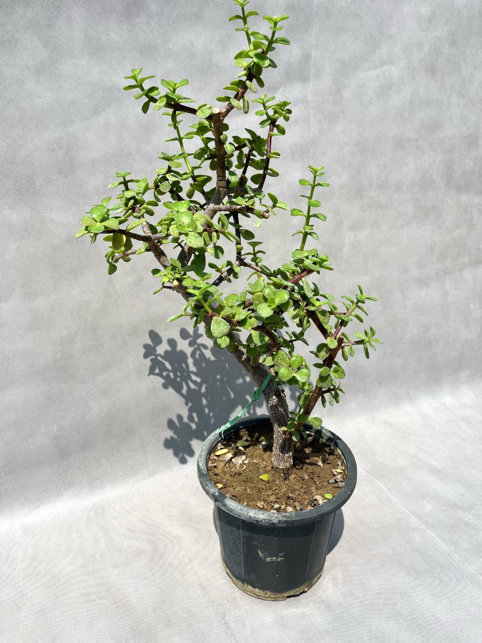 IMG_20250906_184122_141 🌿 بونسای خرفه | کوچک اما پر از زندگی و خاصیت! 🌟 - Image 1