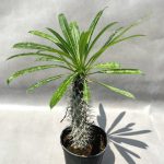 🌵 نخل ماداگاسکار | زیبایی خشن اما دوست‌داشتنی 😎