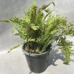 🍃 سرخس فر | طراوت سبز و زیبایی طبیعی برای هر فضا 🌟