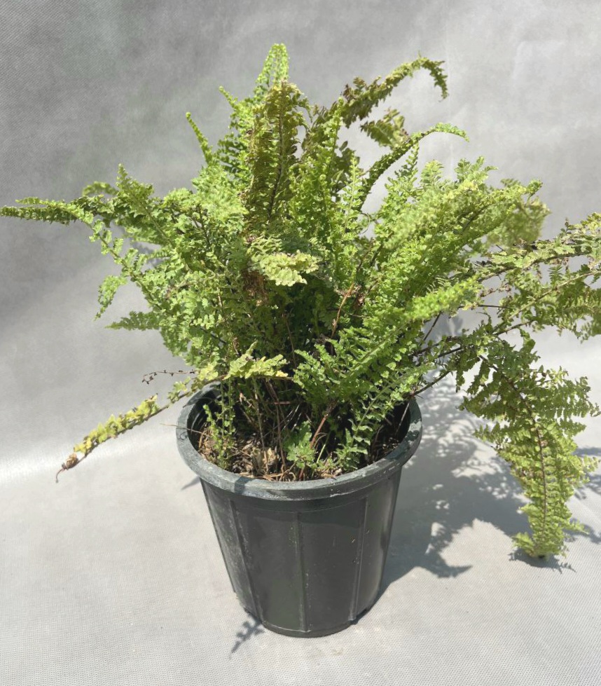 IMG_20250906_184204_155 🍃 سرخس فر | طراوت سبز و زیبایی طبیعی برای هر فضا 🌟 - Image 1